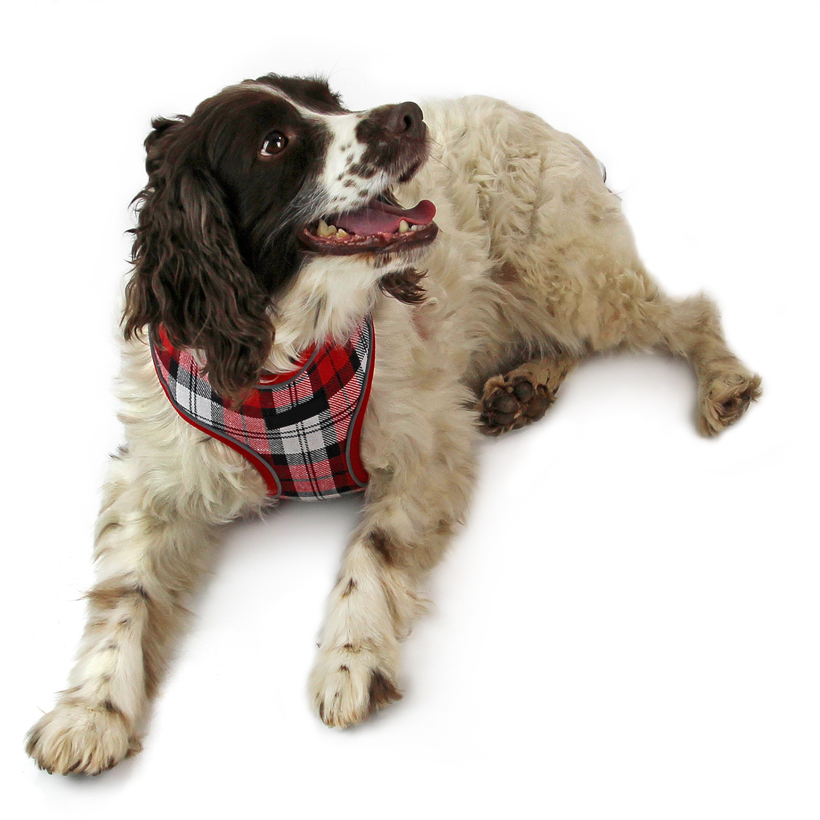 Adjustable Dog Harness - Image 5